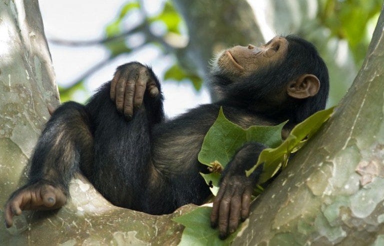 Rwanda Chimpanzee Trekking