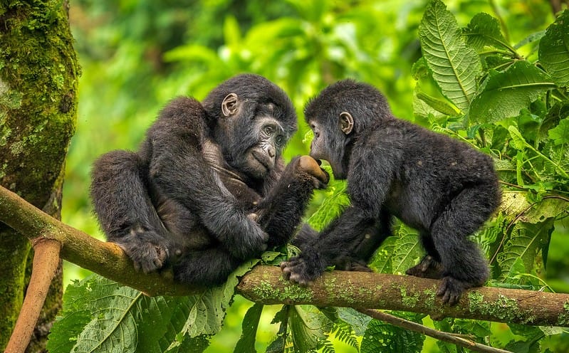 52602875111 79254e273f c Bwindi Impenetrable National Park.