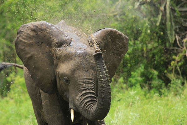 7772564206 5653e2e874 z Queen Elizabeth National Park