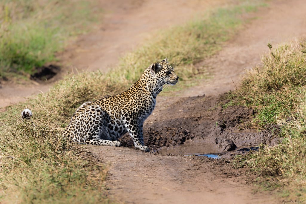 3 Days Serengeti Wildlife Tour