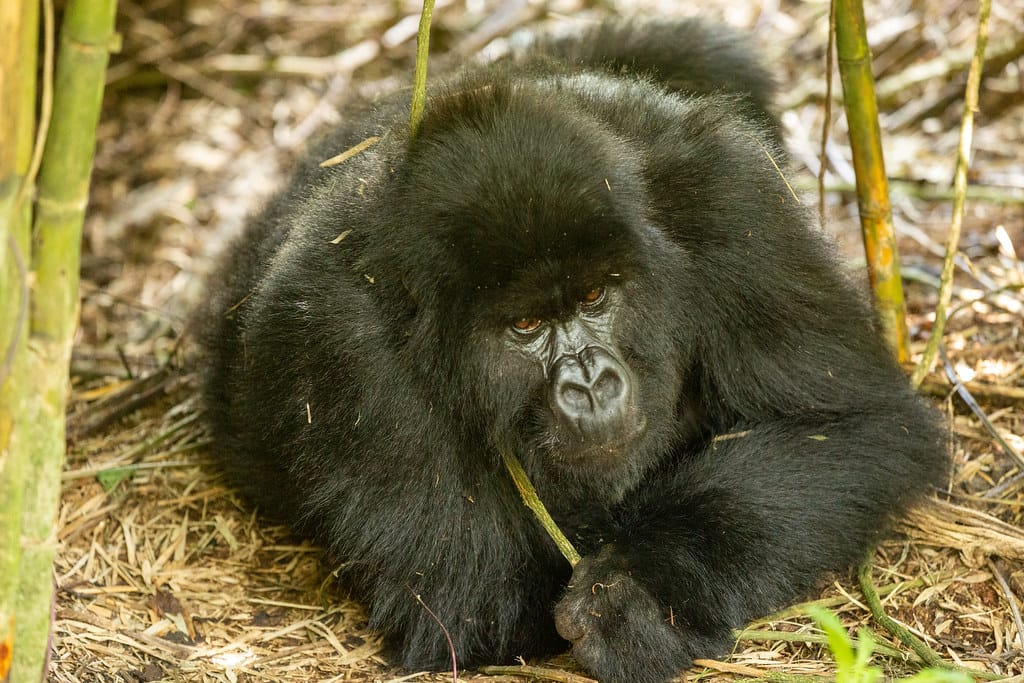 10 Days Rwanda Uganda safari