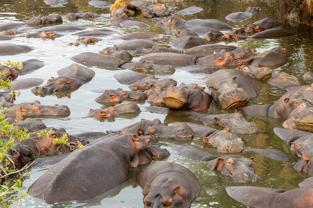 8 Days Serengeti & Zanzibar