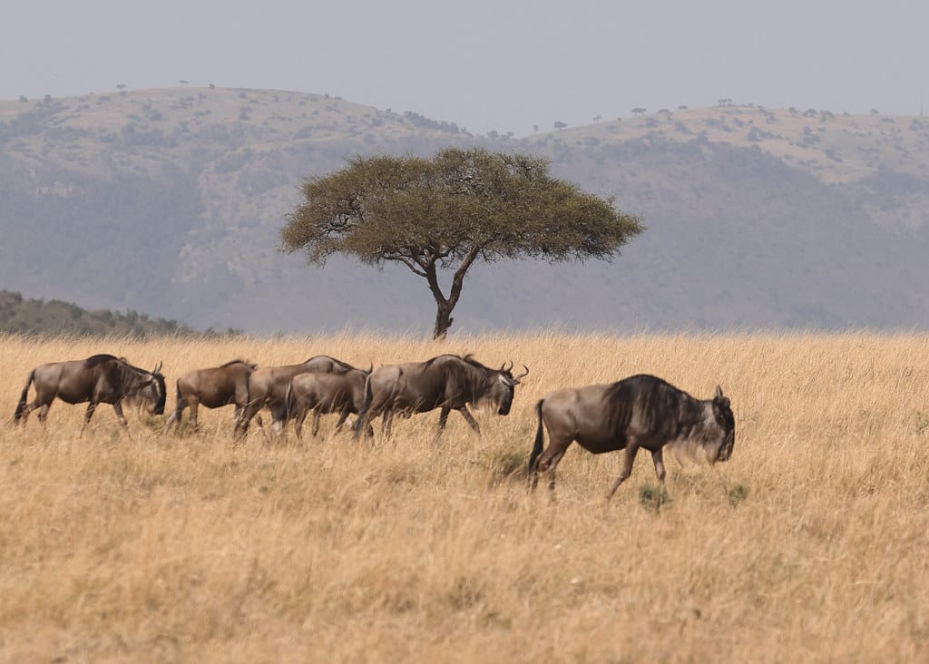 4 Days Nakuru & Masai Mara