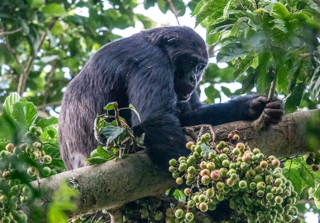 5 Days Rwanda Primates Tour