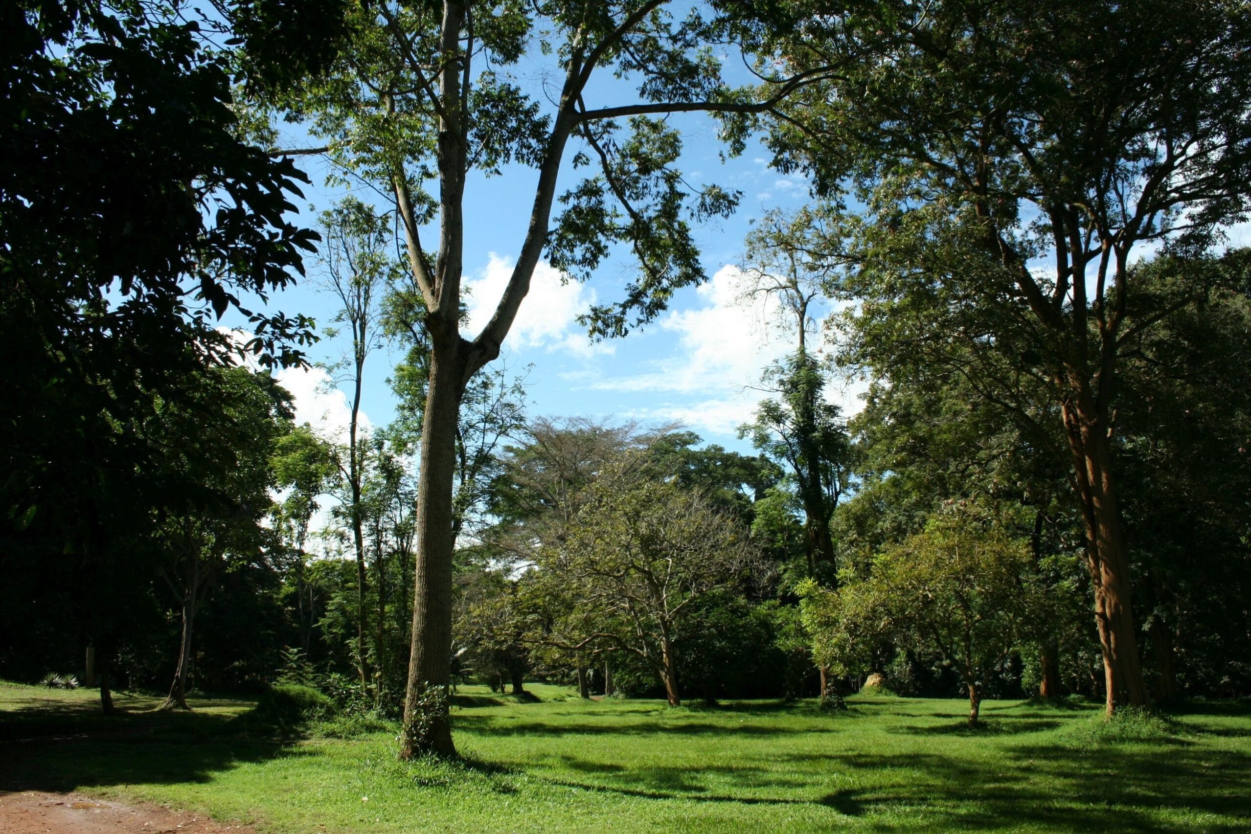 Image of lush greenery at Entebbe Botanical Gardens