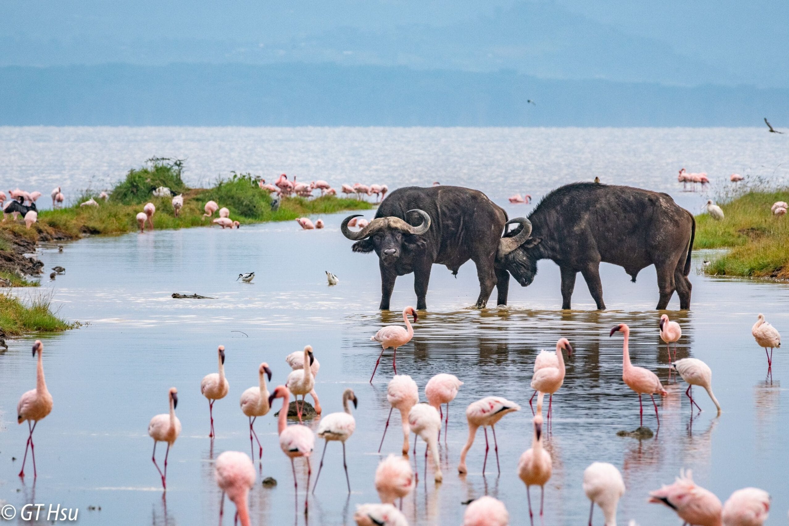 Flamingos an buffalos wading in shallow waters of Lake Nakuru with scenic backdrop of grasslands and woodlands.