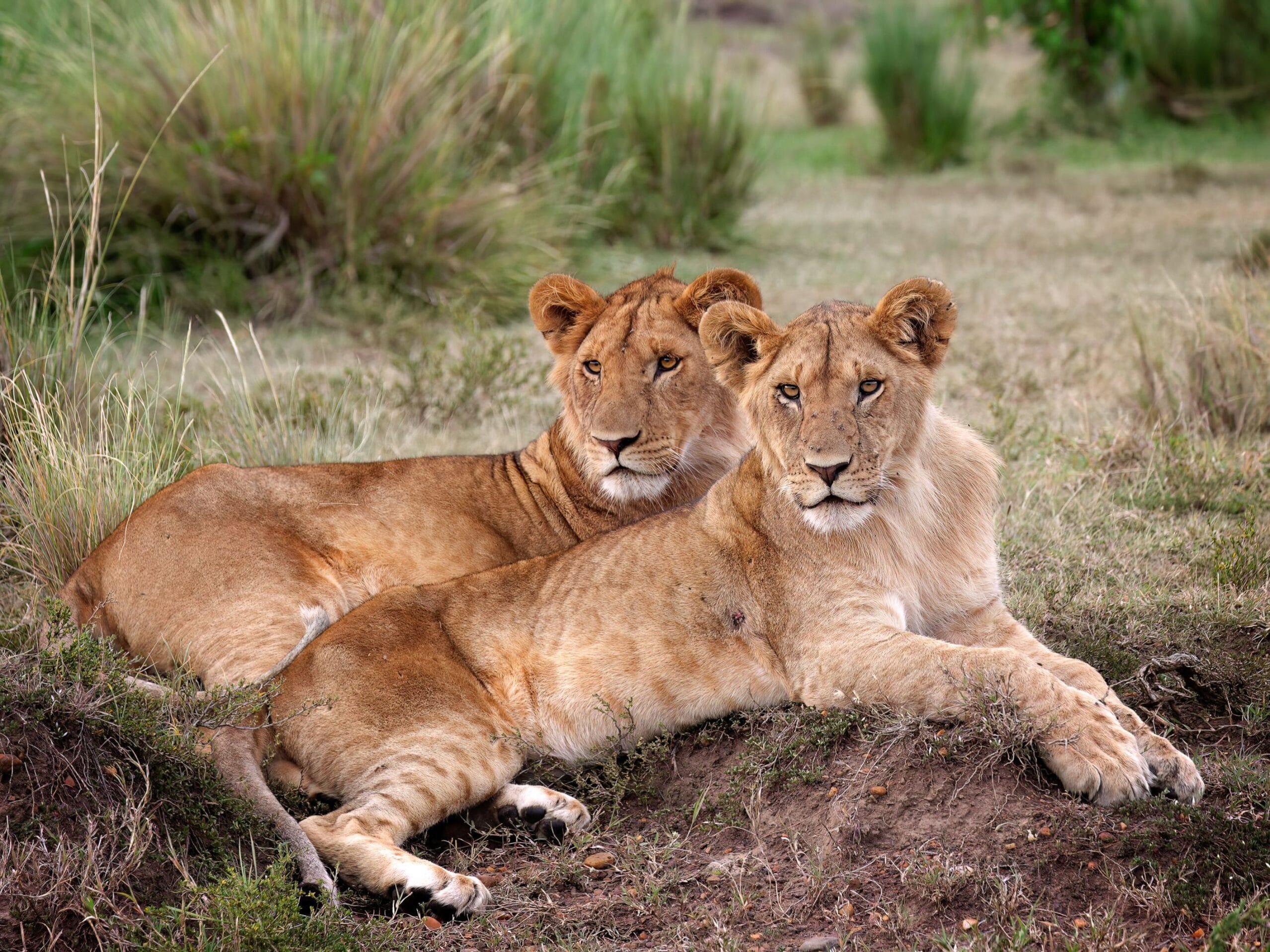 Lions resting in the savannah of Masai Mara National Reserve, Kenya