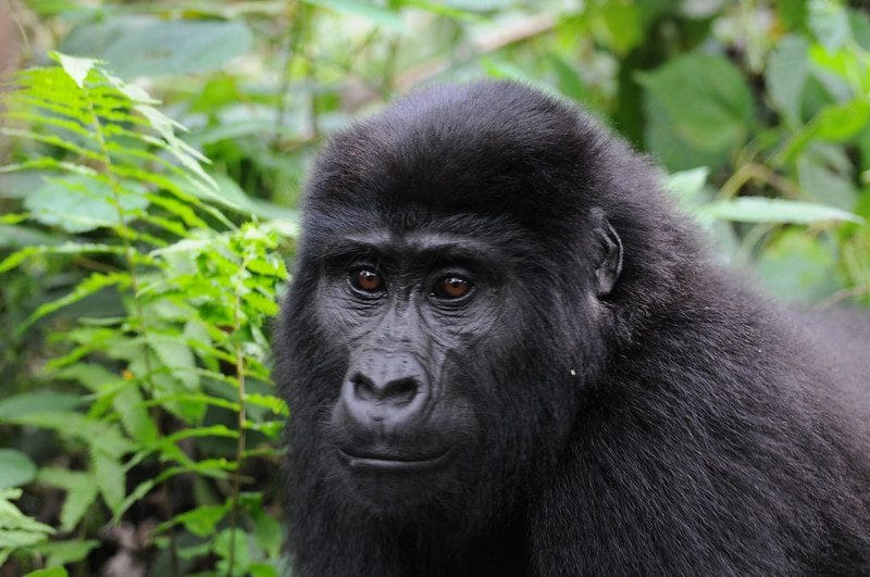 Best Place for Gorilla Trekking: Top 3 Locations Revealed