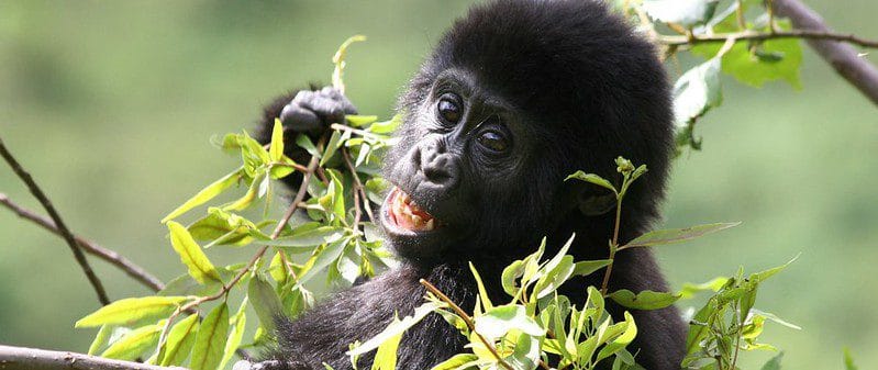 Mountain gorilla family in Bwindi, illustrating the gorilla trekking age limit in Uganda and Rwanda