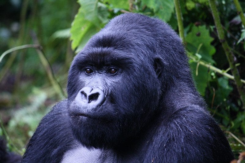 Trekkers on a forest trail in Bwindi, showing how long gorilla trekking lasts in Uganda and Rwanda