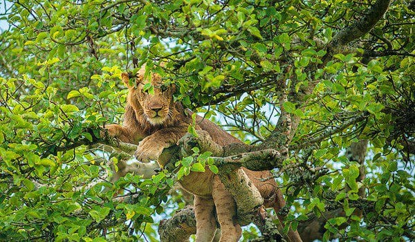 Tree climbing lion resting on branches in the Ishasha Sector