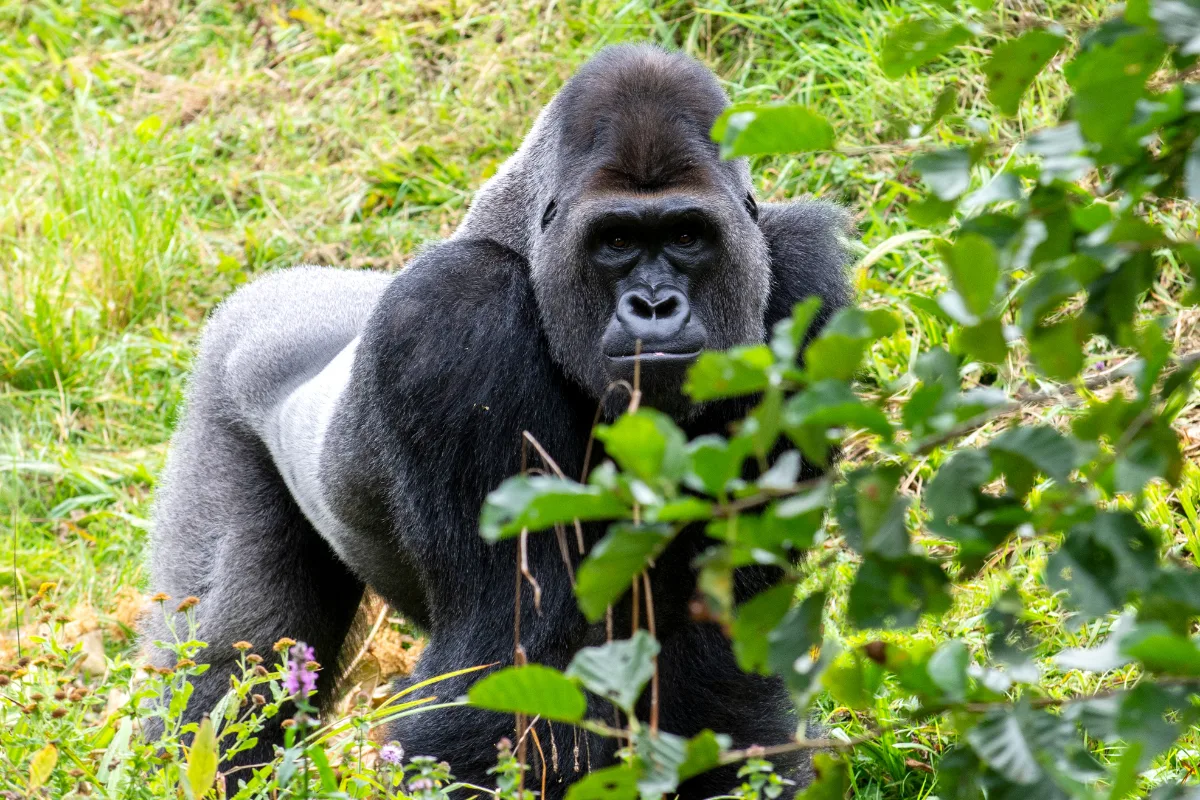 The Ultimate Gorilla Safari in Uganda Experience: 2026 Planning Guide