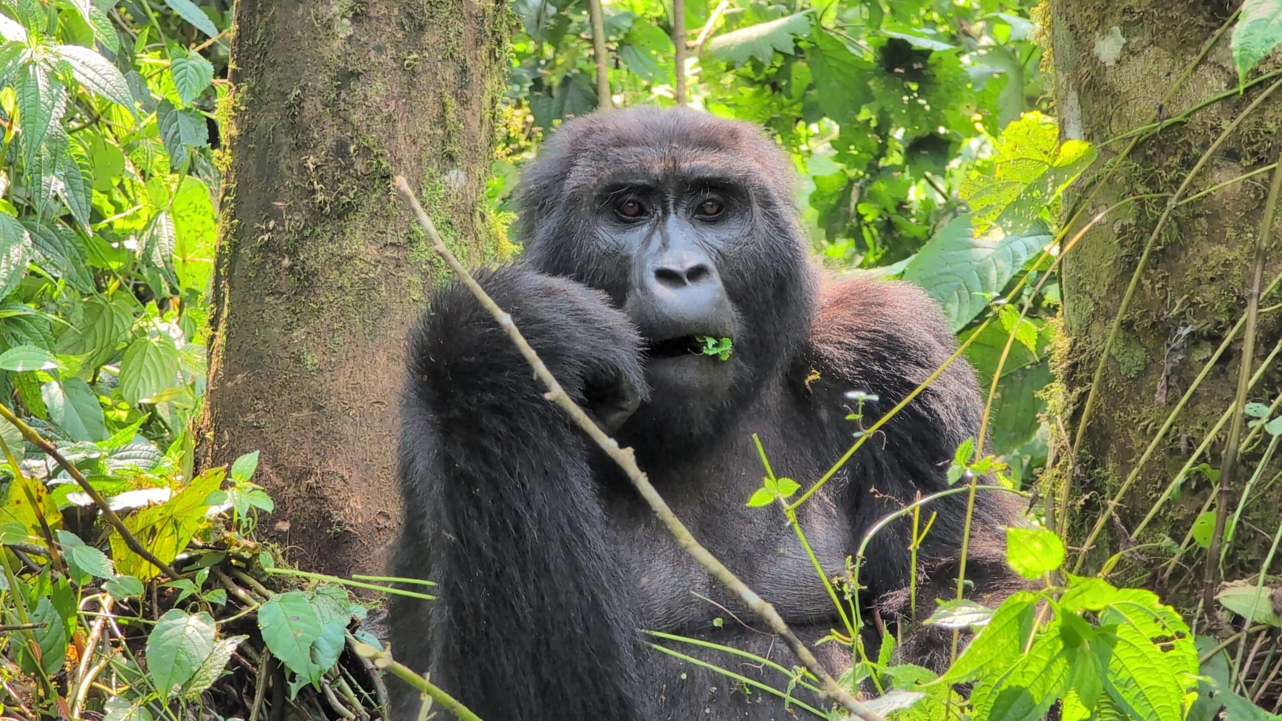Mountain gorilla in deep thought, symbolizing the difficult choice between Bwindi vs Mgahinga.