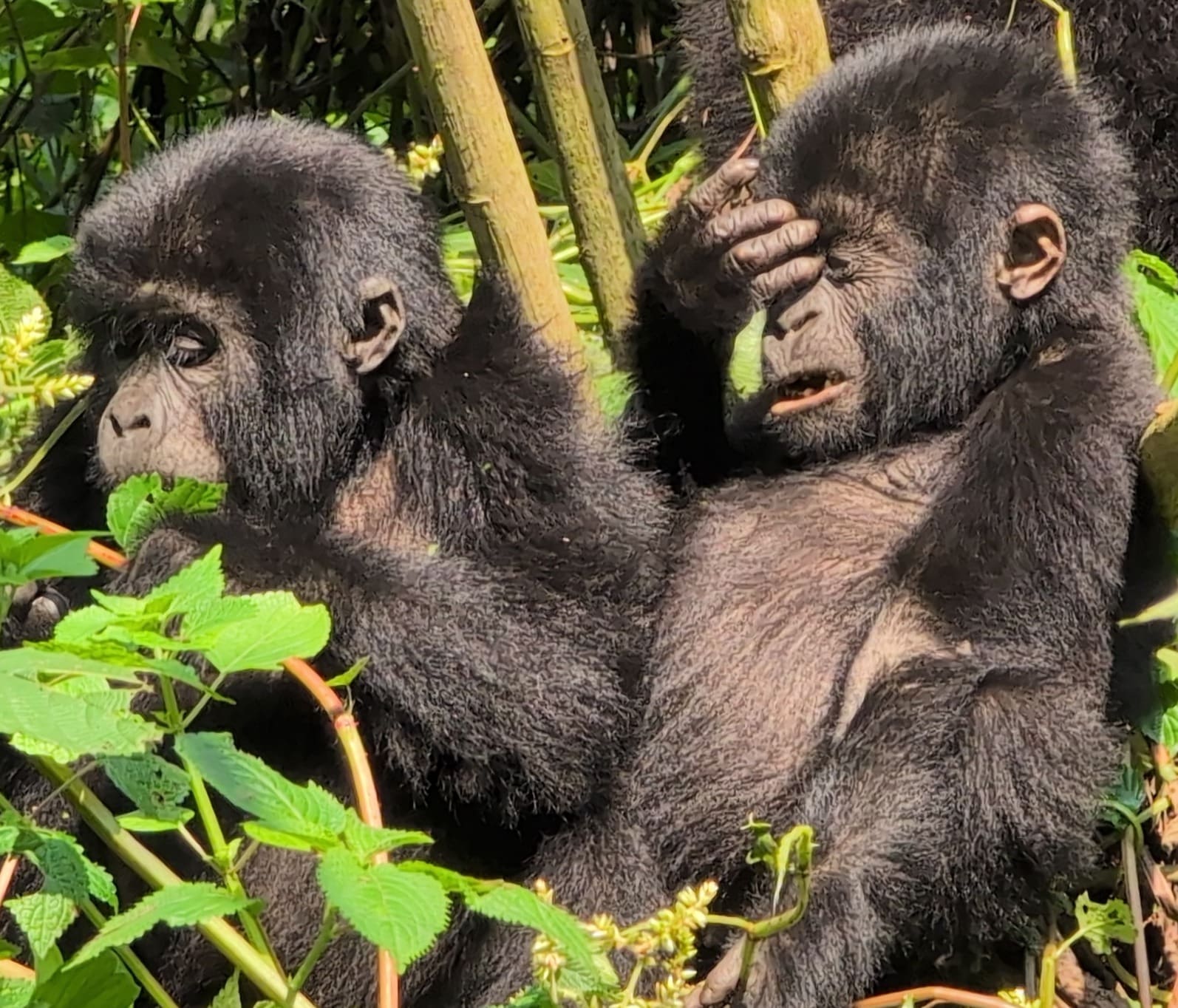 Two young mountain gorillas seen on the Best Private Gorilla Trekking Tours in Uganda