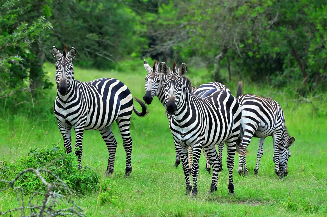 Zebras In Lake Mburo 1