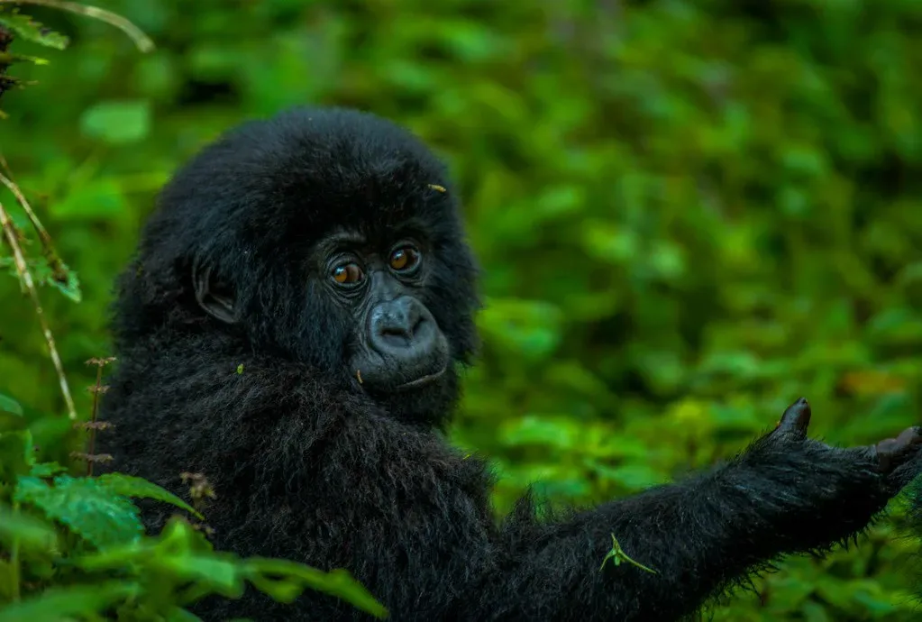 3 Day Rwanda Gorilla Trekking