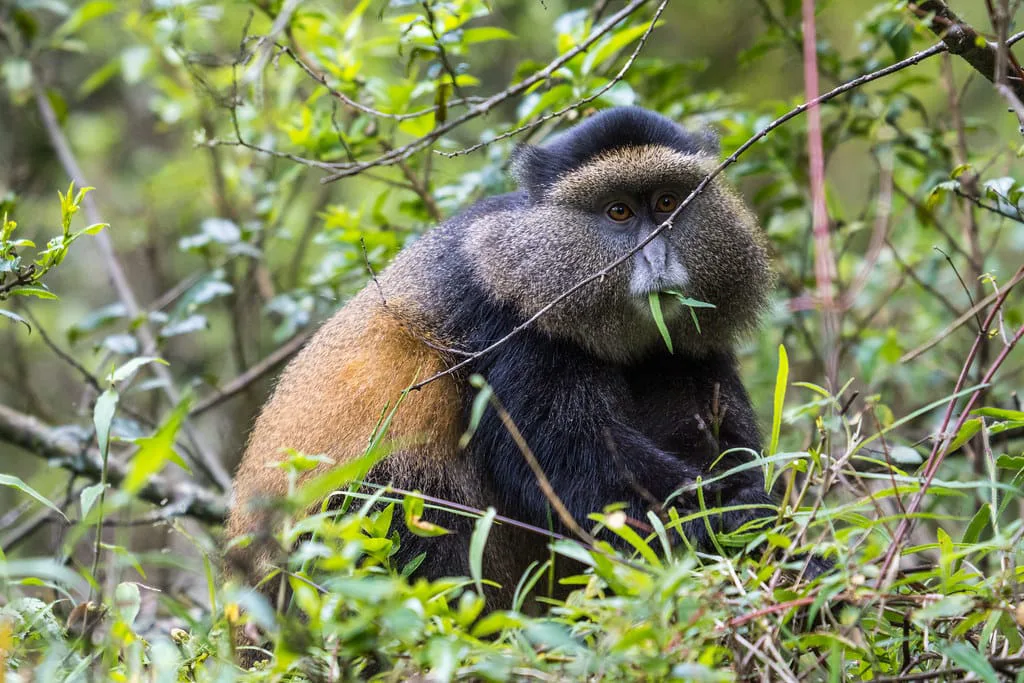 3 Days Mgahinga Gorilla Tour