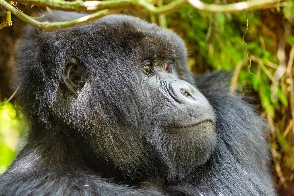 4 Days Gorillas & Primates Tour