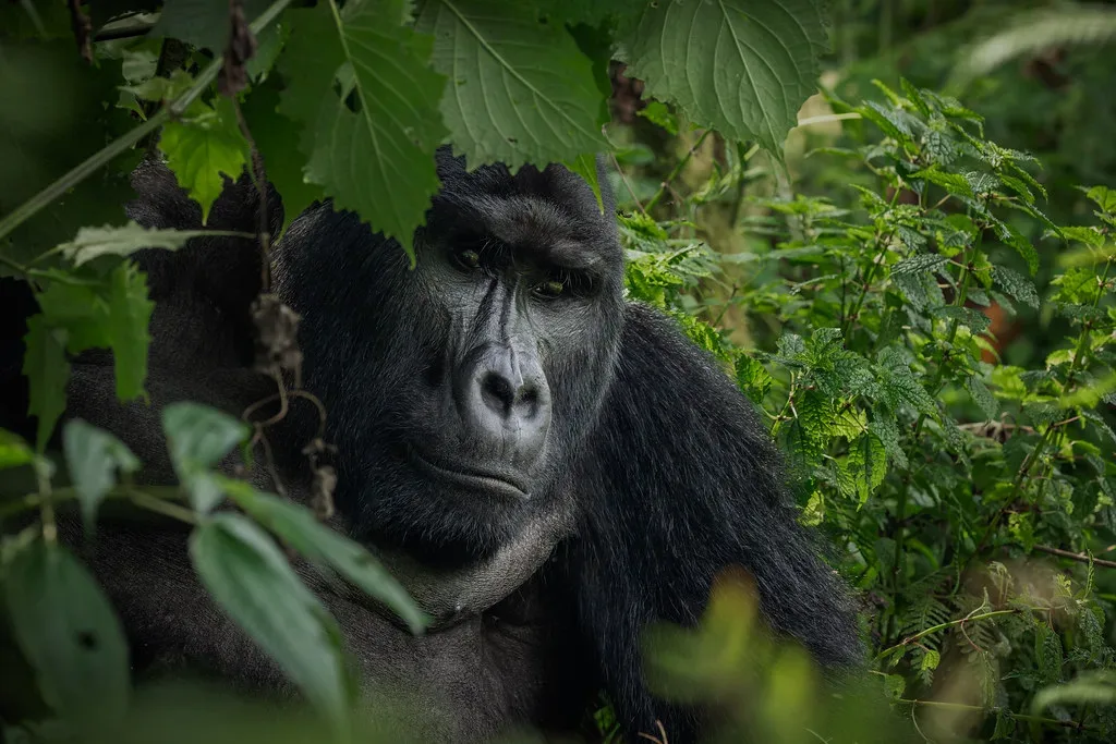 4 Days Gorillas & Queen Wildlife