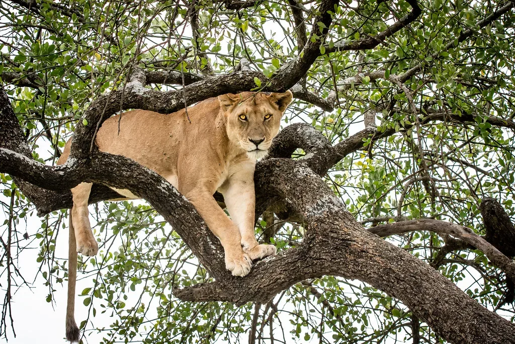 5 Days Serengeti & Ngorongoro