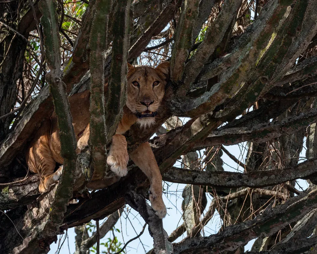 6 Days Uganda Safari