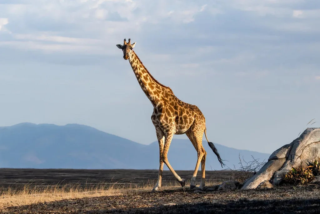 7 Days Serengeti & Gorillas