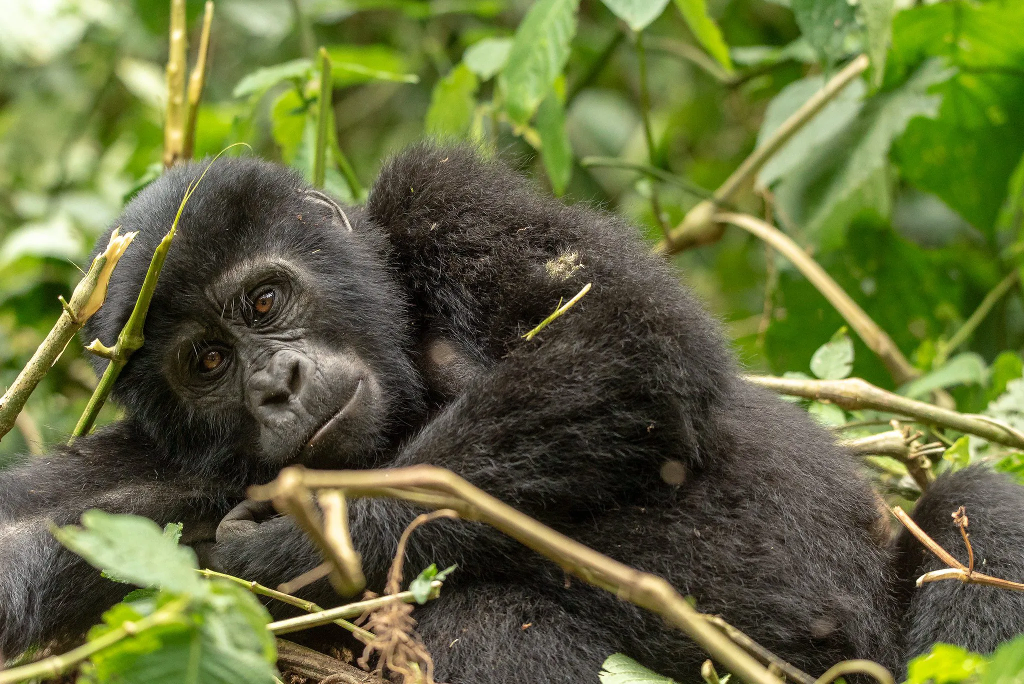 Bwindi Impenetrable National Park 1