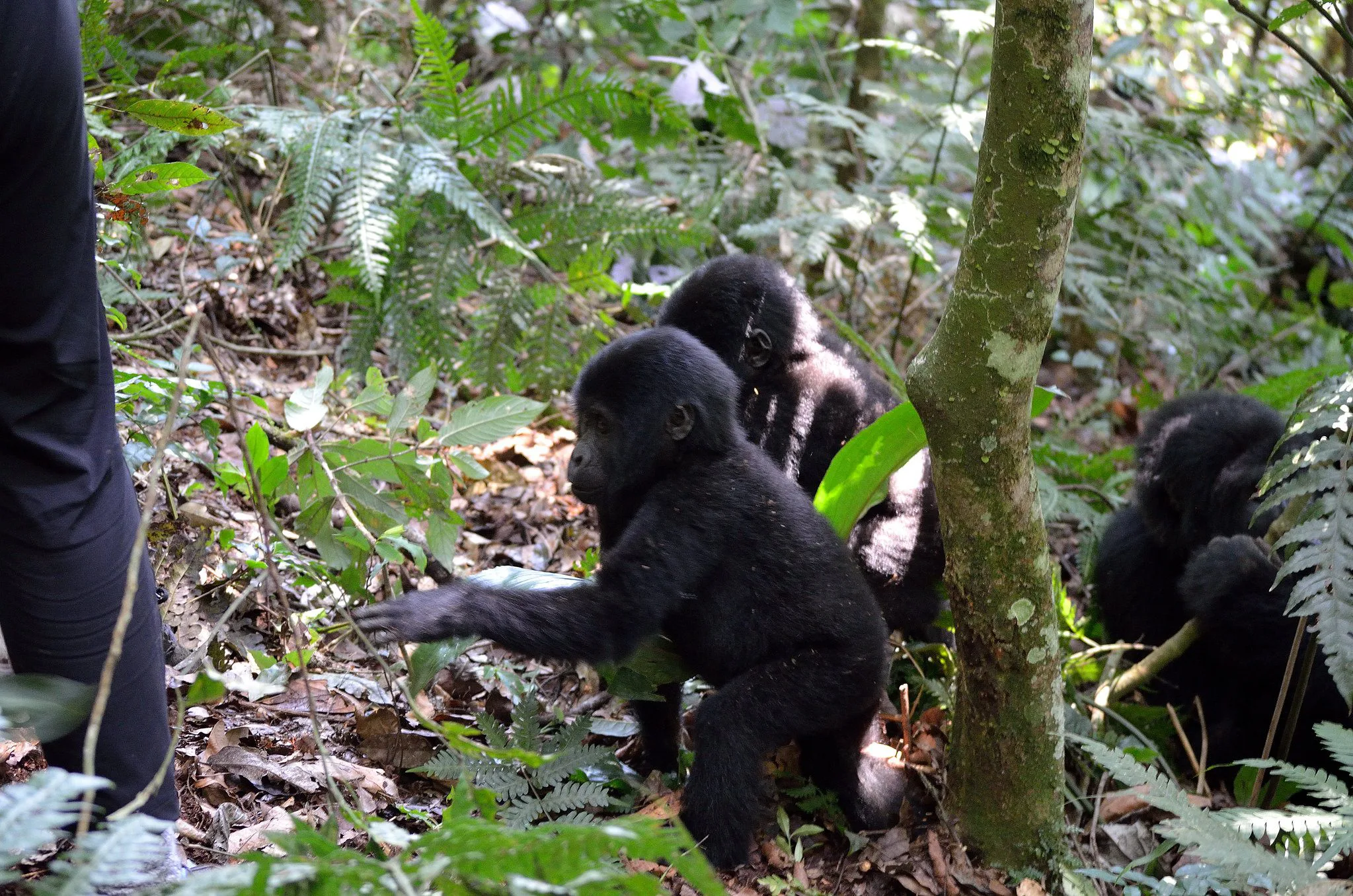 Bwindi Impenetrable National Park 2