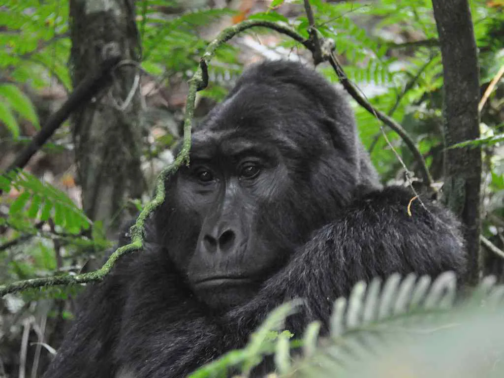 Silverback Gorilla Rwanda