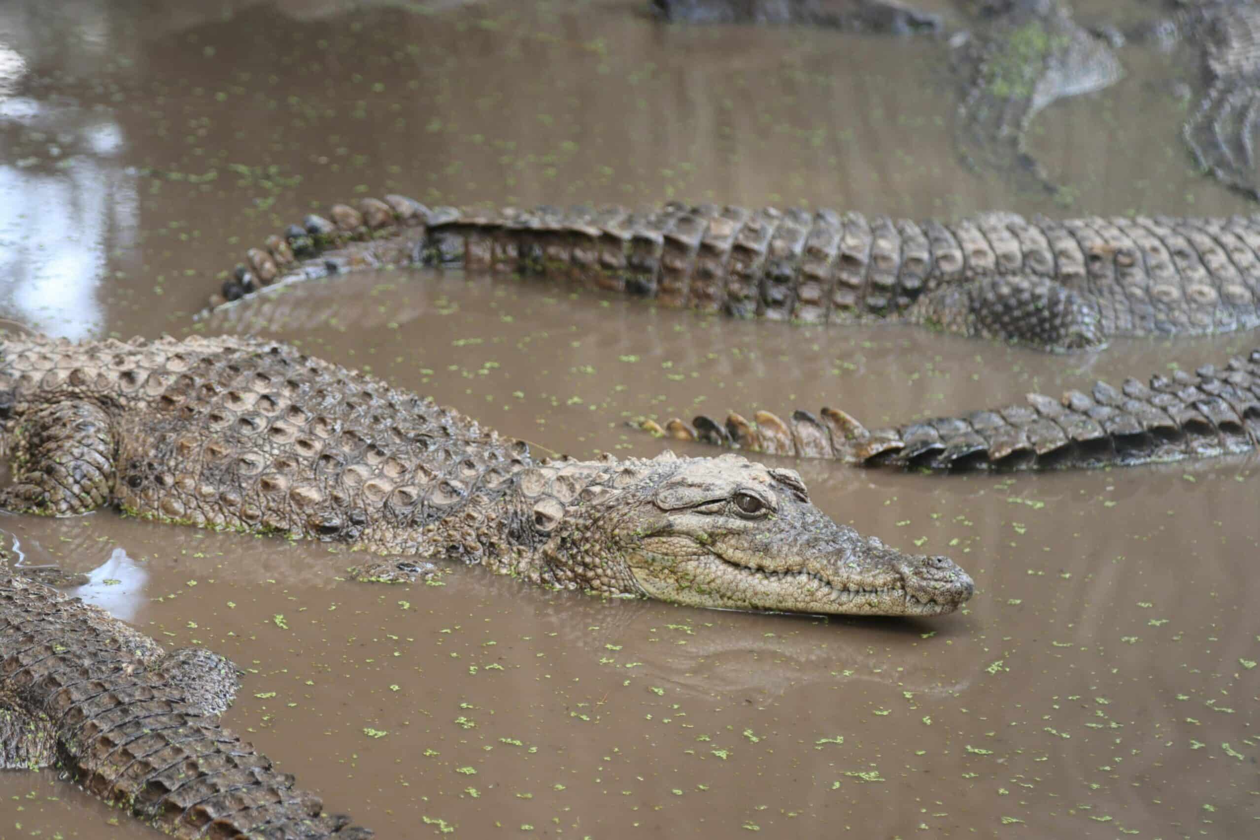 Kidepo Valley: 6 Surprising Reasons No Crocodiles Exist