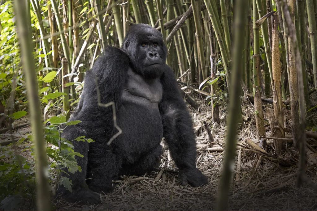 Kasubi Tombs Uganda 1024x683 (1)