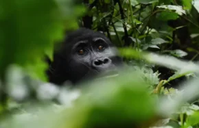 3 Days Bwindi Gorilla Tour