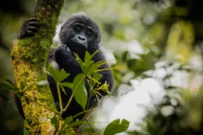 3 Days Gorilla Trekking Tour