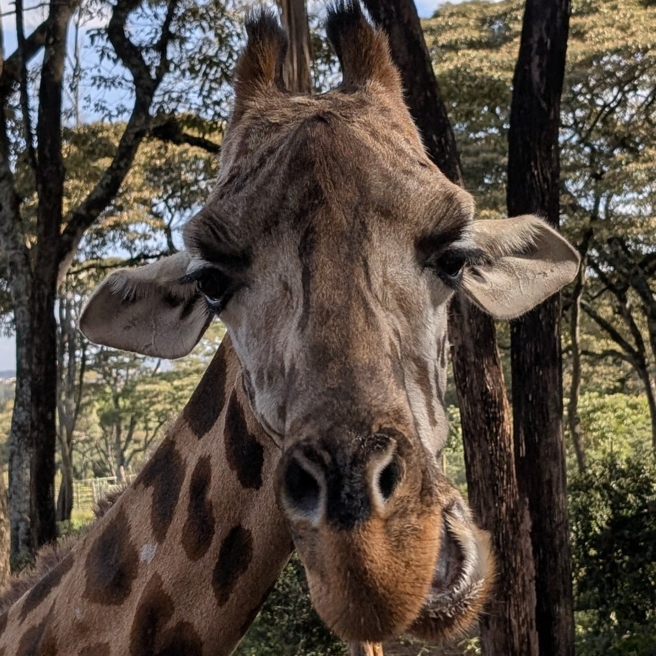 Private Safari Giraffe Encounter
