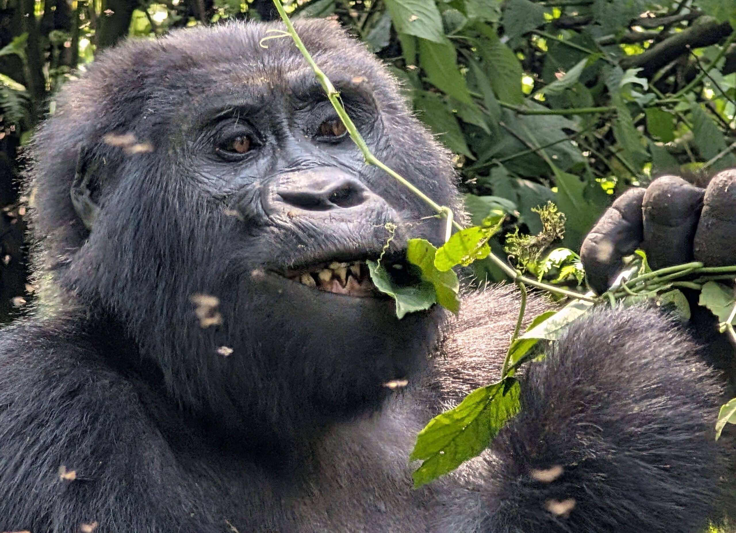 Uganda Gorilla Trekking Close Up