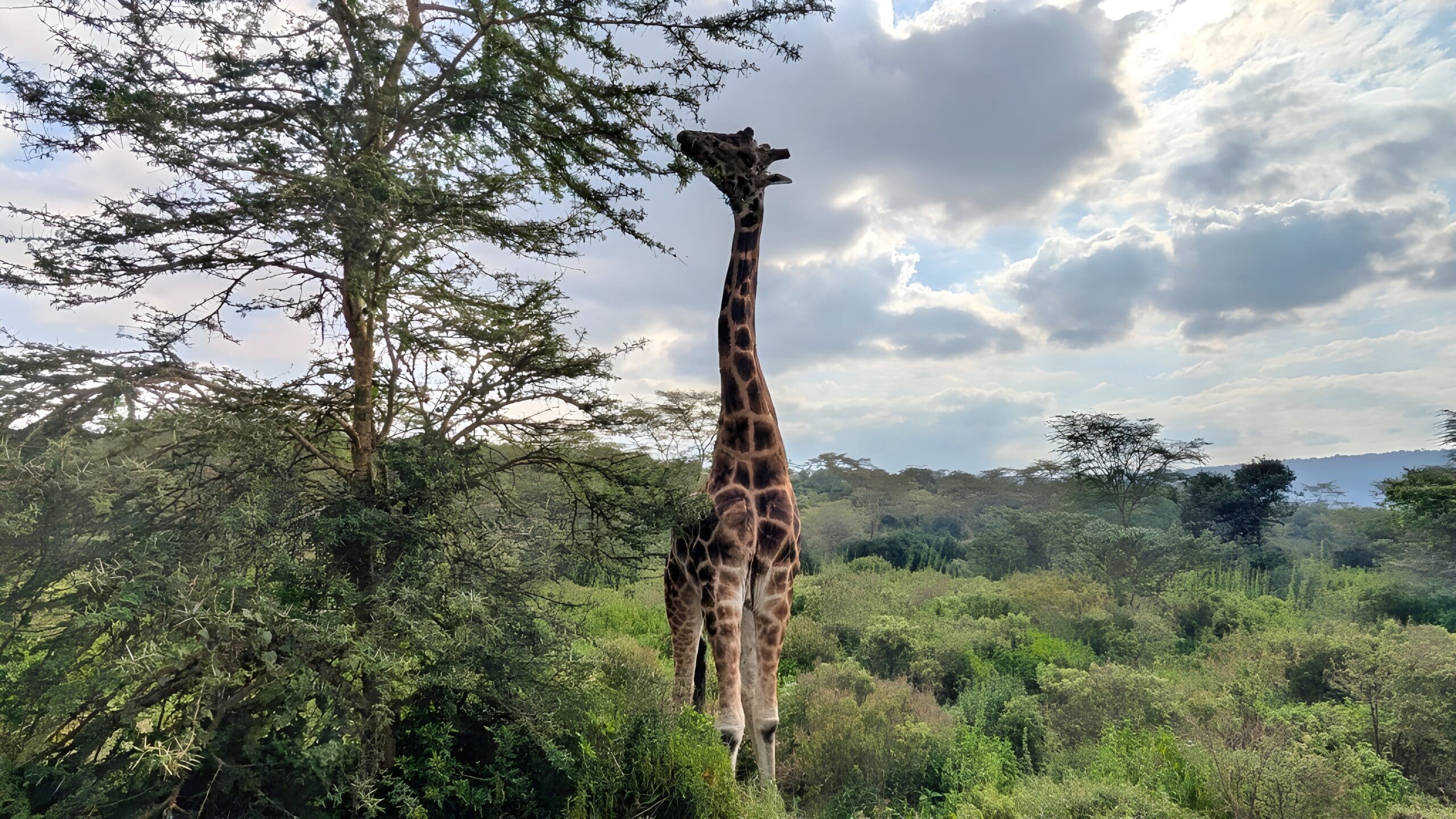 A reaching giraffe on a private tour, illustrating a common African Safari FAQ about wildlife proximity.