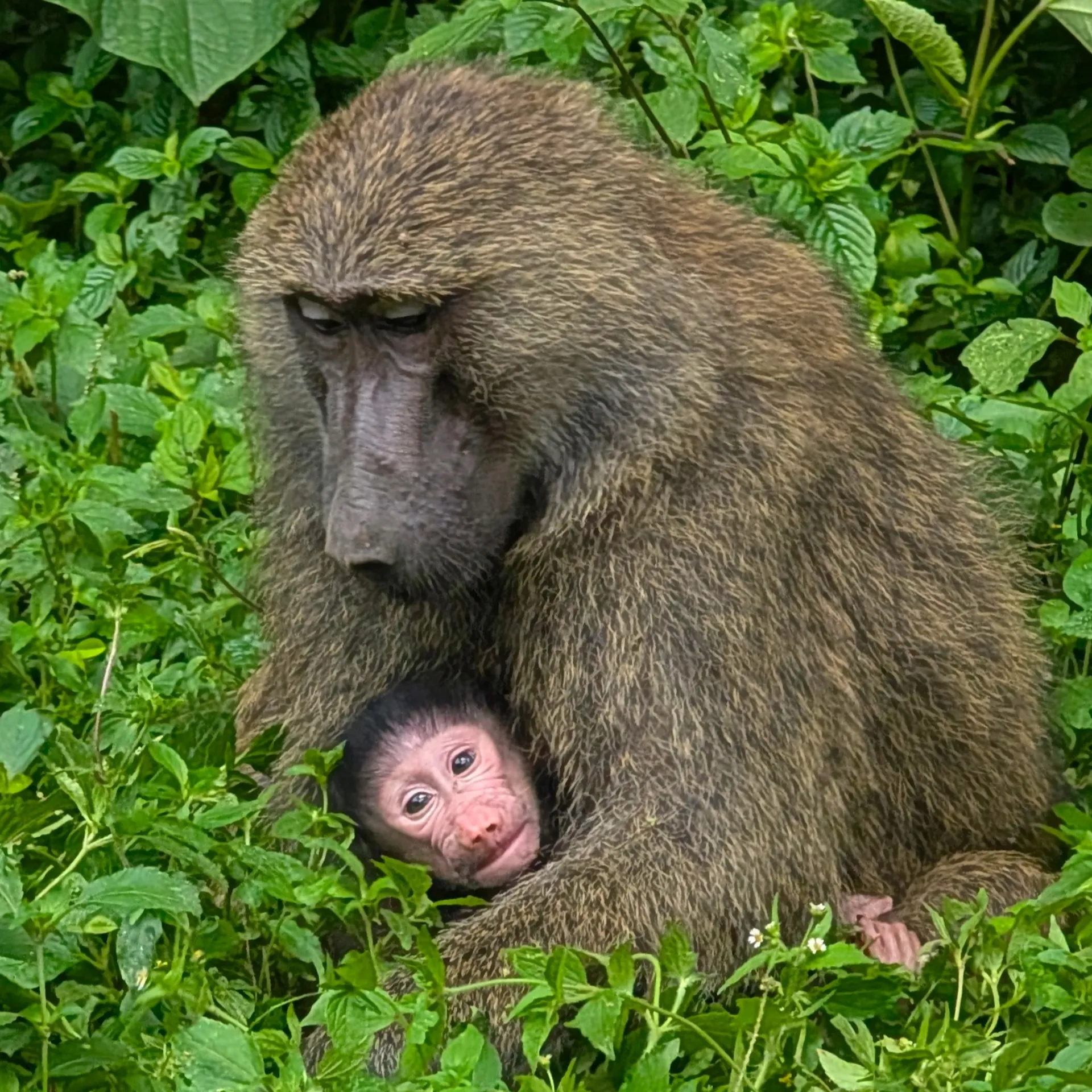 Primates Species Found in Uganda