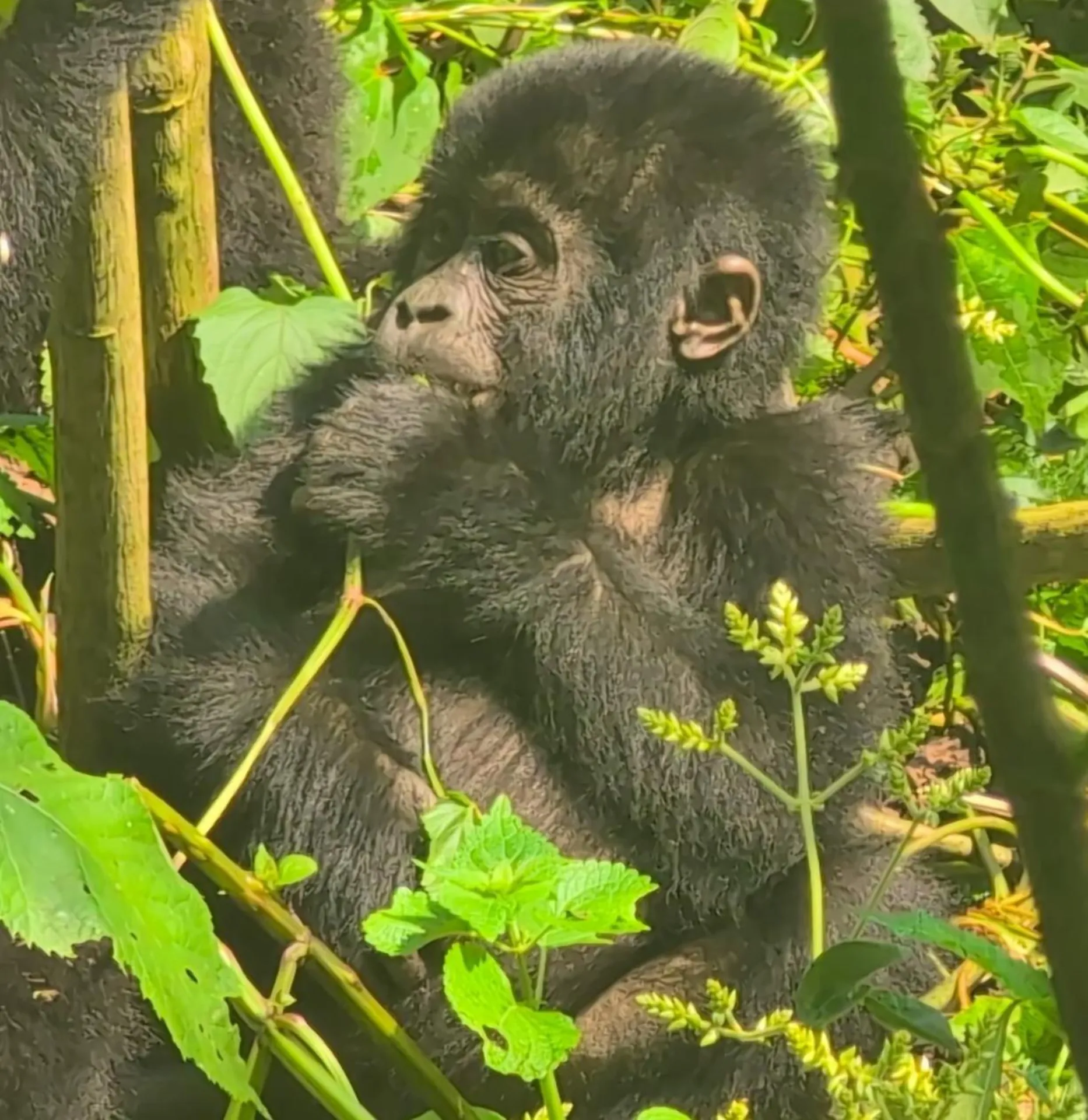 How Do I Book a Rwanda Gorilla Permit?