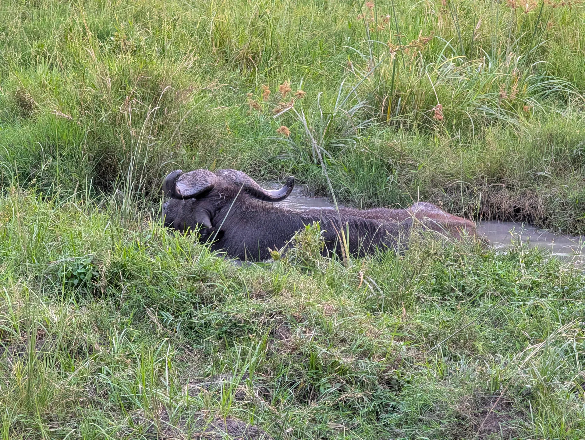 Wildlife Conservancies vs. National Parks: What the Difference Means for Your Safari