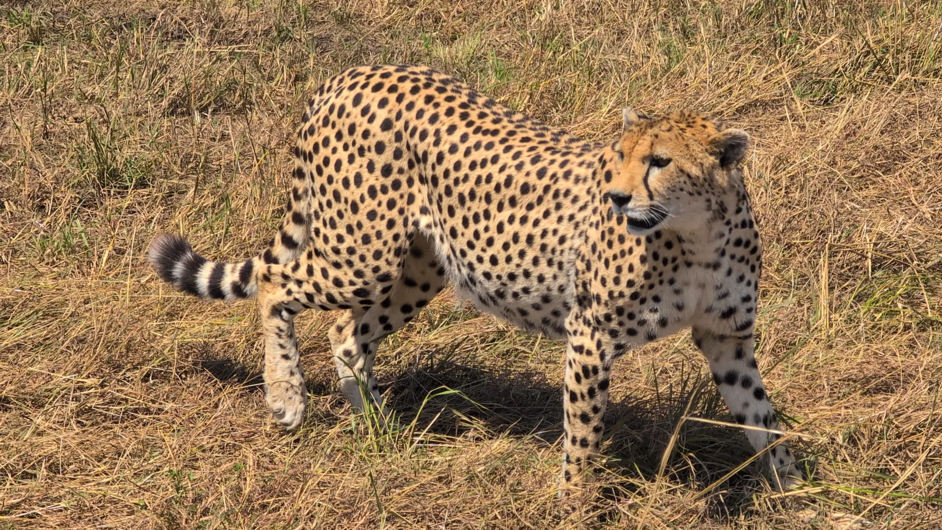 What Are The Benefits Of Going On A Photography Safari?