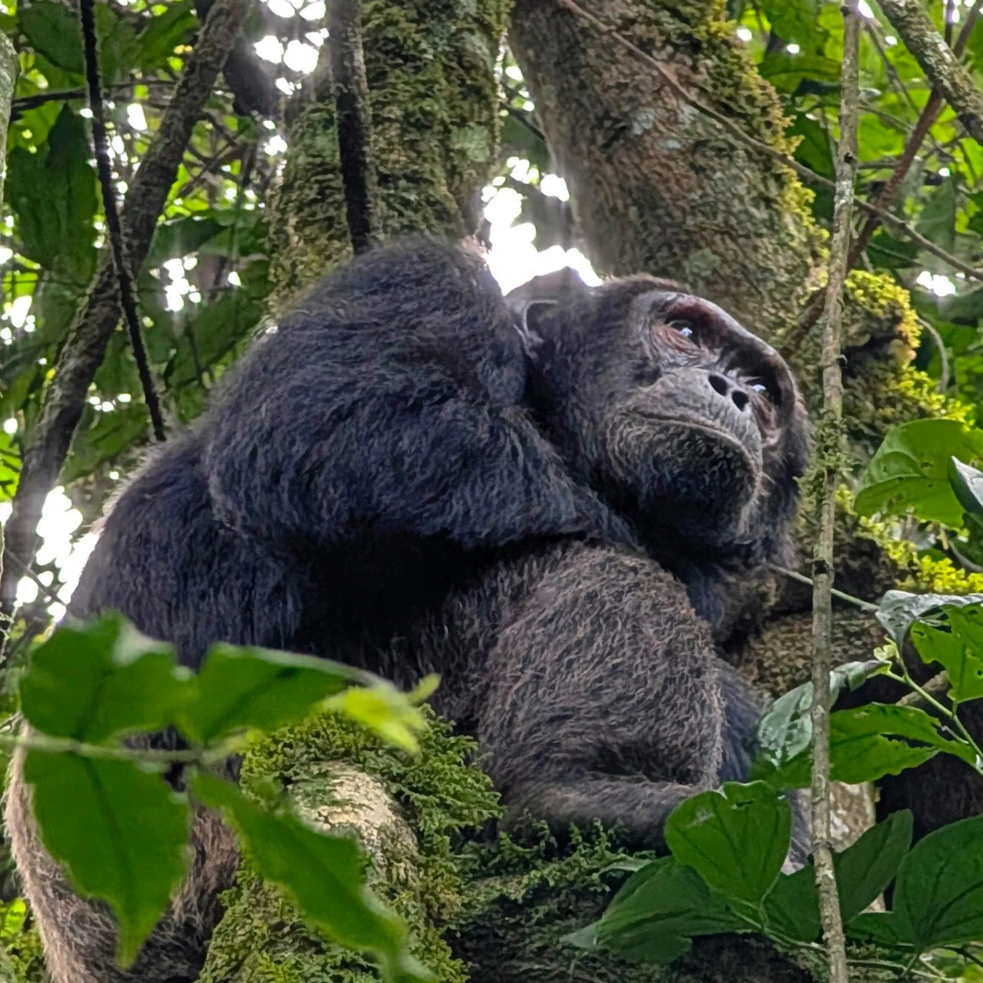 Uganda Chimpanzee Trekking Permits in 2026
