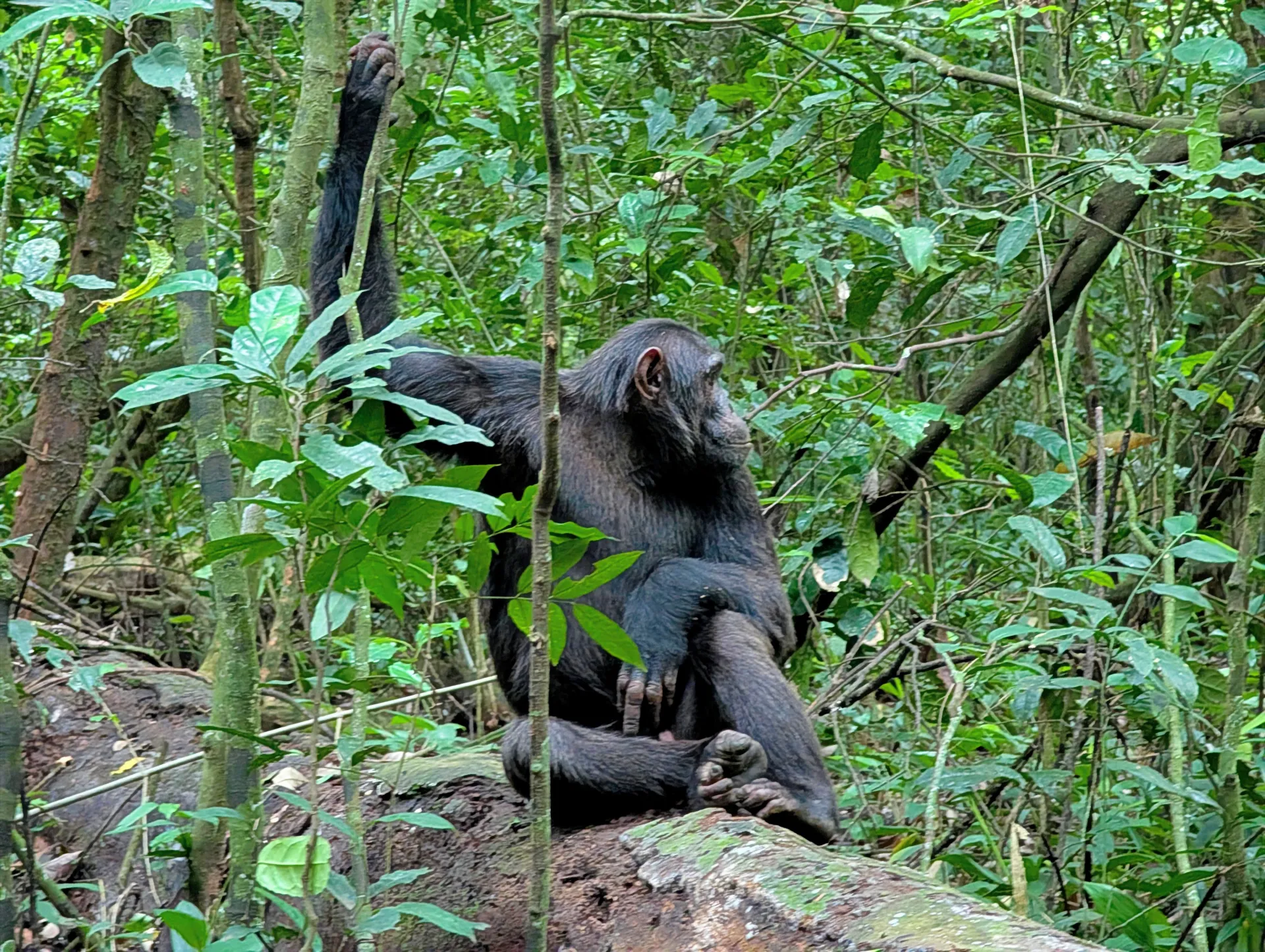 The Cost for chimpanzee trekking in Kyambura Gorge Queen Elizabeth National Park