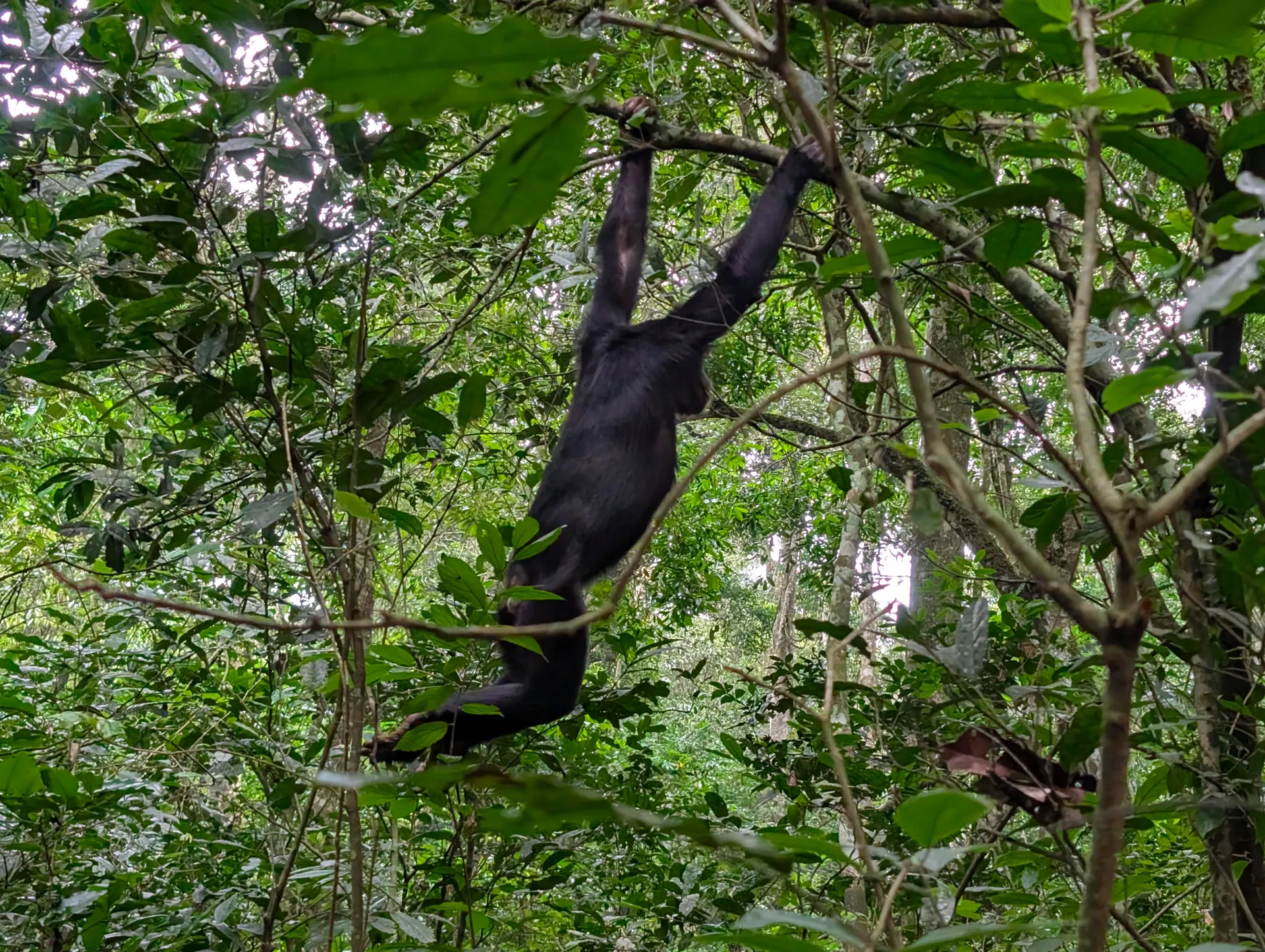 East Africa’s Best Chimpanzee Trekking Locations