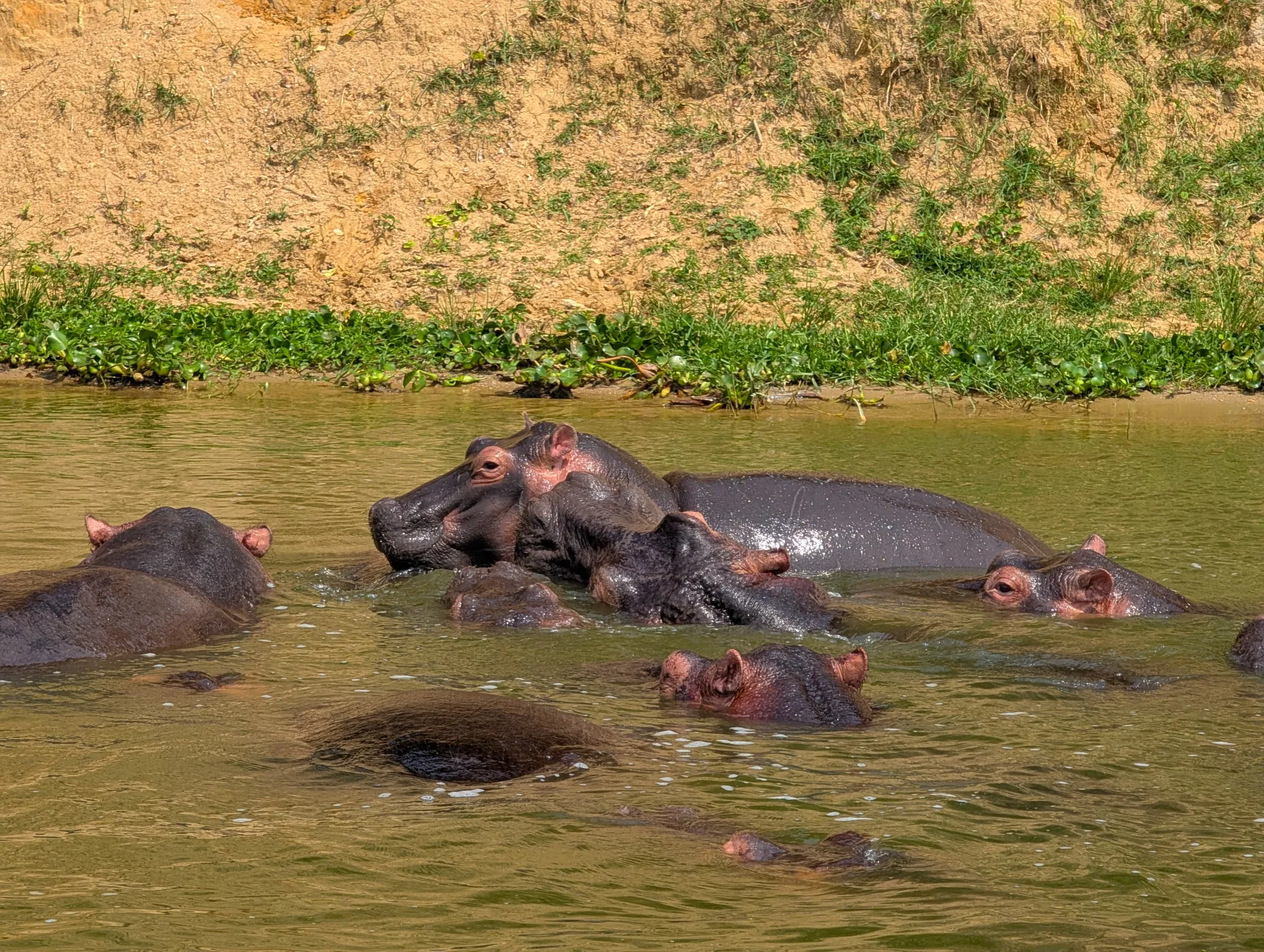 Where to See Hippos and Crocs in Uganda’s Kazinga Channel