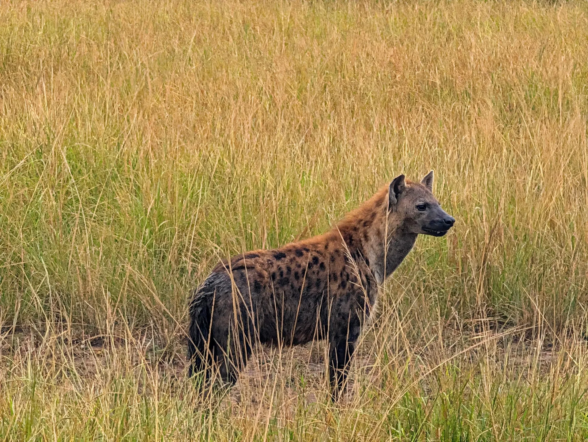 What Wildlife Poses the Biggest Danger?