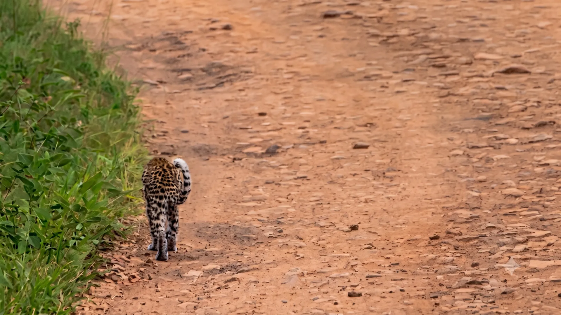Spotting Rare Predators: Tree-Climbing Lions, Wild Dogs & Leopards