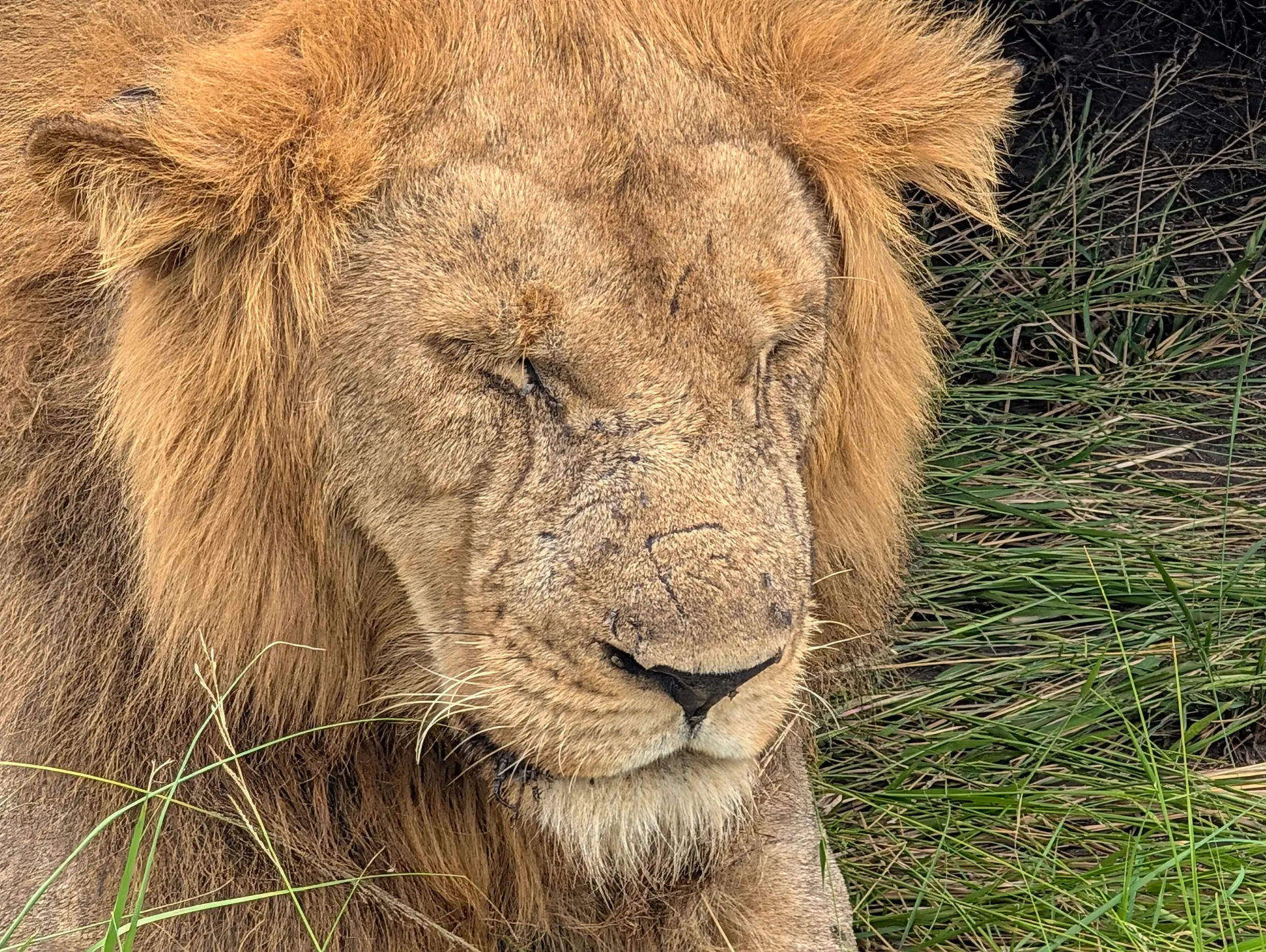 Experience Lion Tracking in Uganda