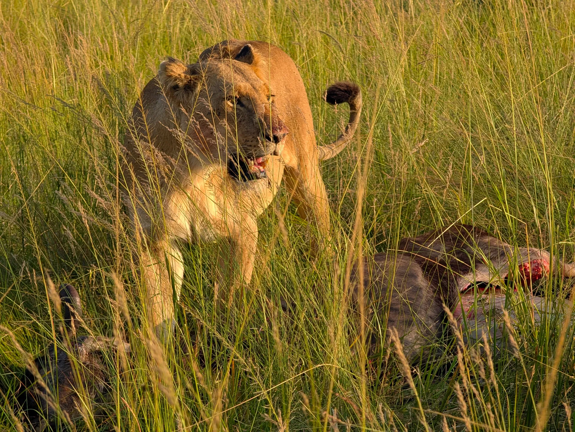 Spotting the Big Five: Best Wildlife Reserves in Kenya
