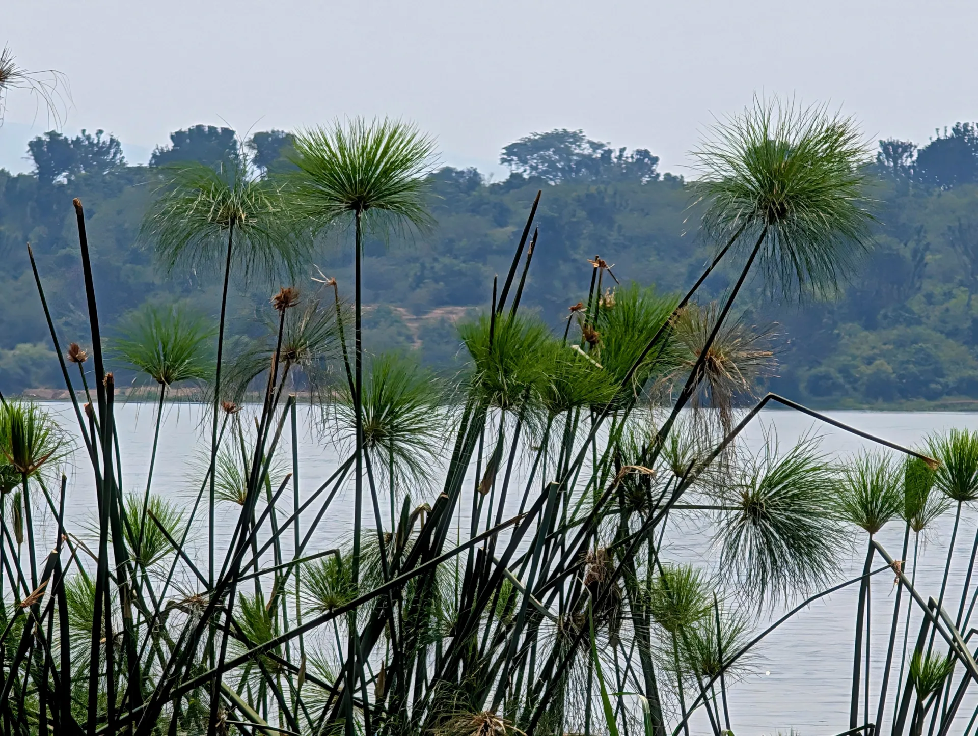 The 10 Compelling Reasons to Visit Mabamba Swamp