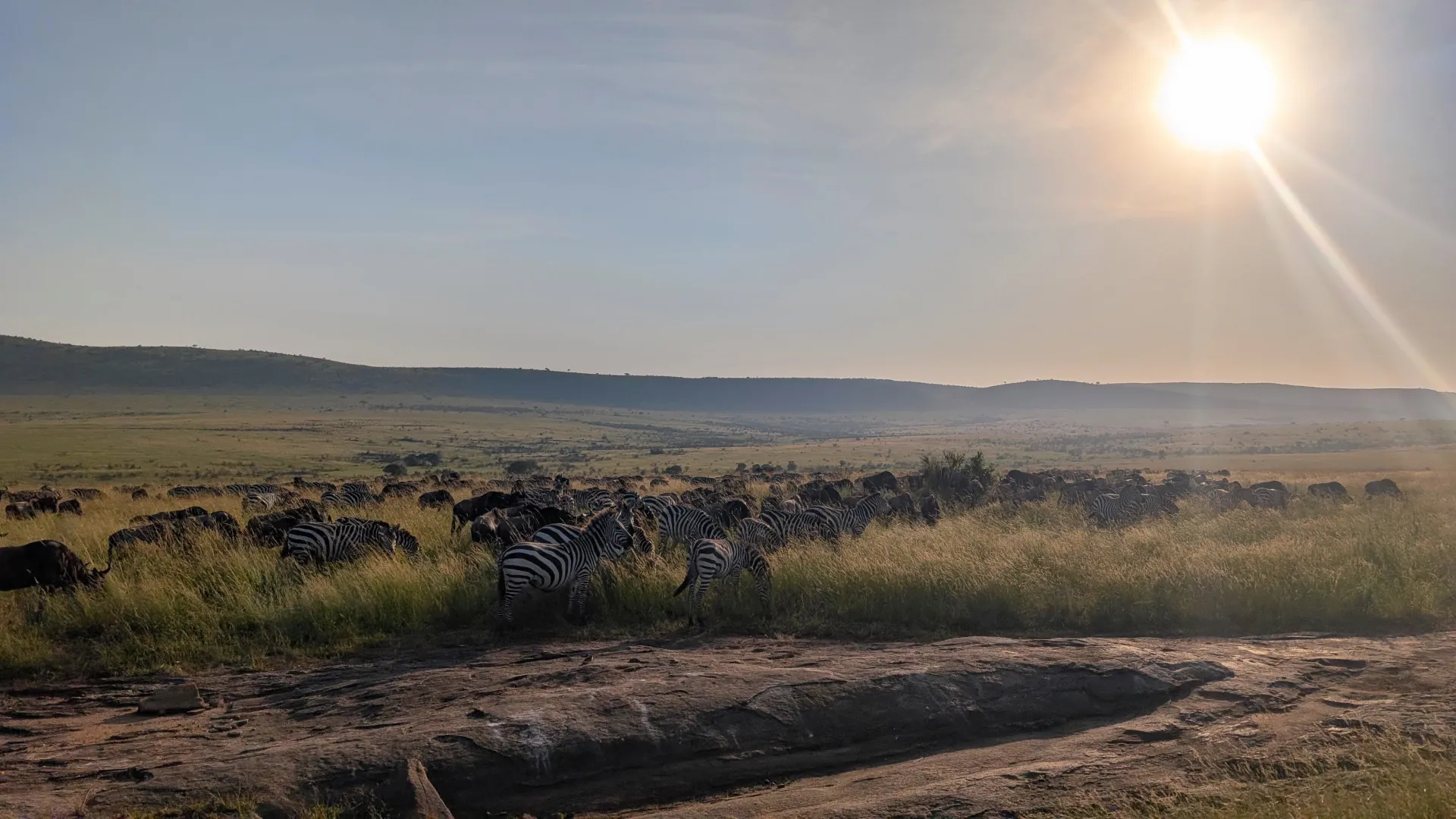 Planning Your Dream Tanzania Migration Safari: Tips and Must-See Destinations